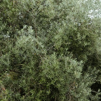 Geared for Growing team member